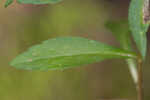 White panicle aster